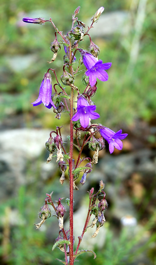 Image of Campanula sibirica specimen.