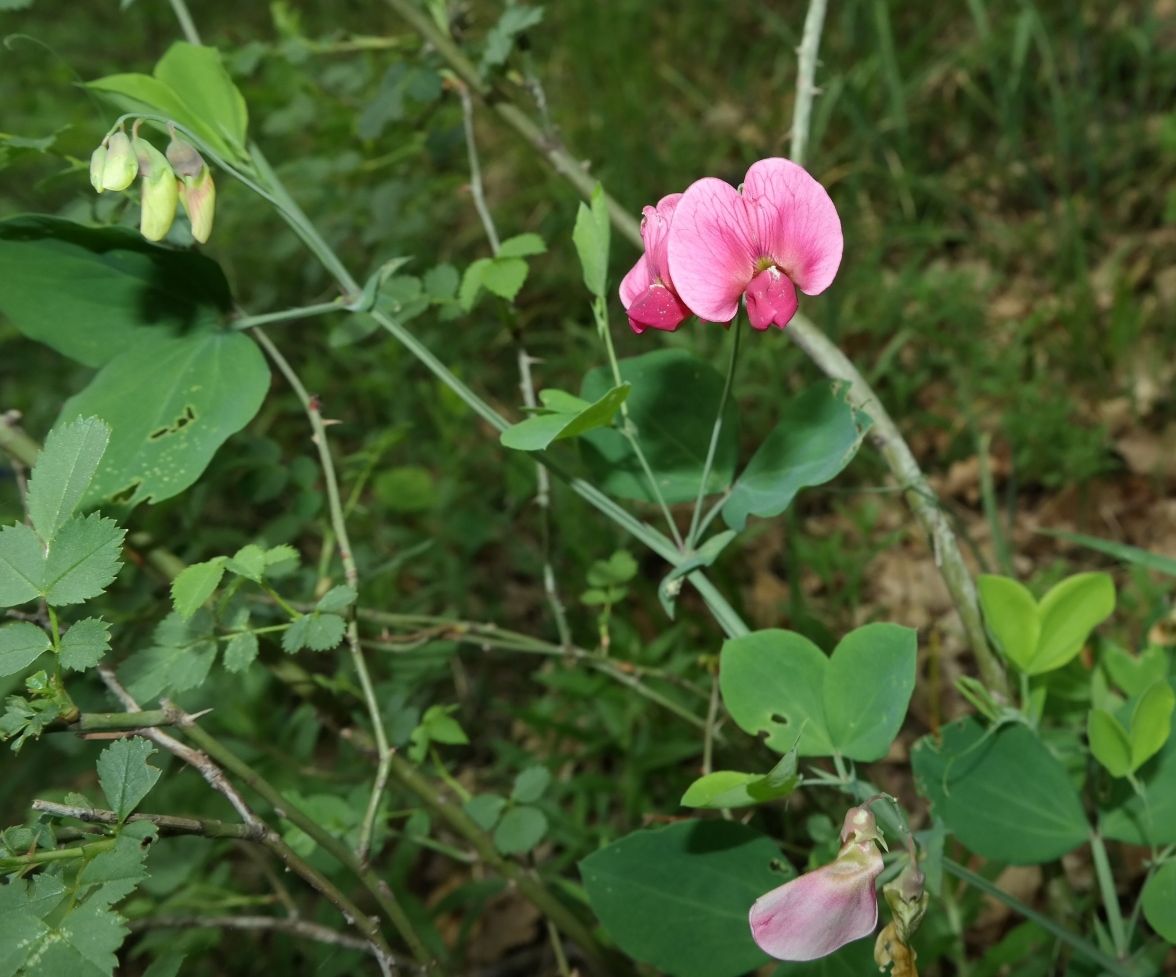 Изображение особи Lathyrus rotundifolius.