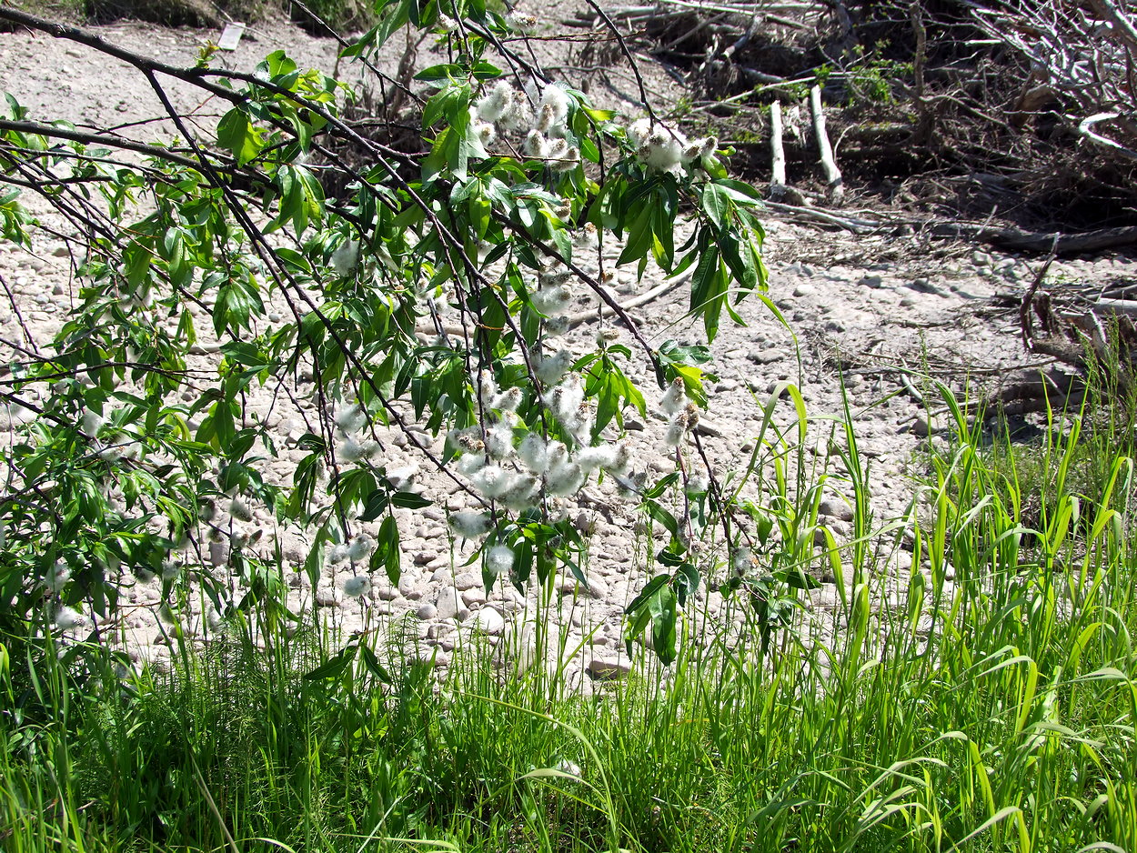 Image of Salix rorida specimen.