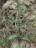 семейство Brassicaceae. Нижняя часть цветущего растения. Дагестан, Кумторкалинский р-н, склон горы. 06.05.2018.