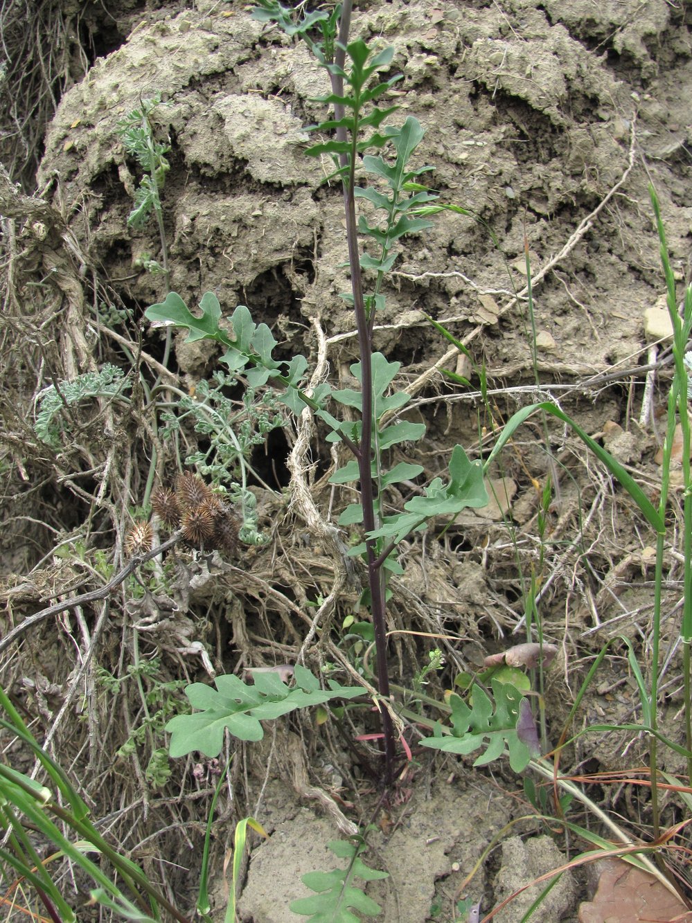 Image of familia Brassicaceae specimen.