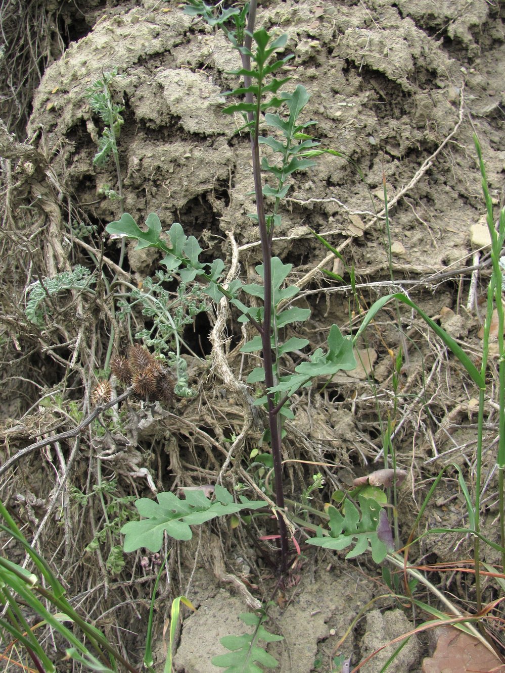 Изображение особи семейство Brassicaceae.