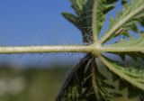 Potentilla recta