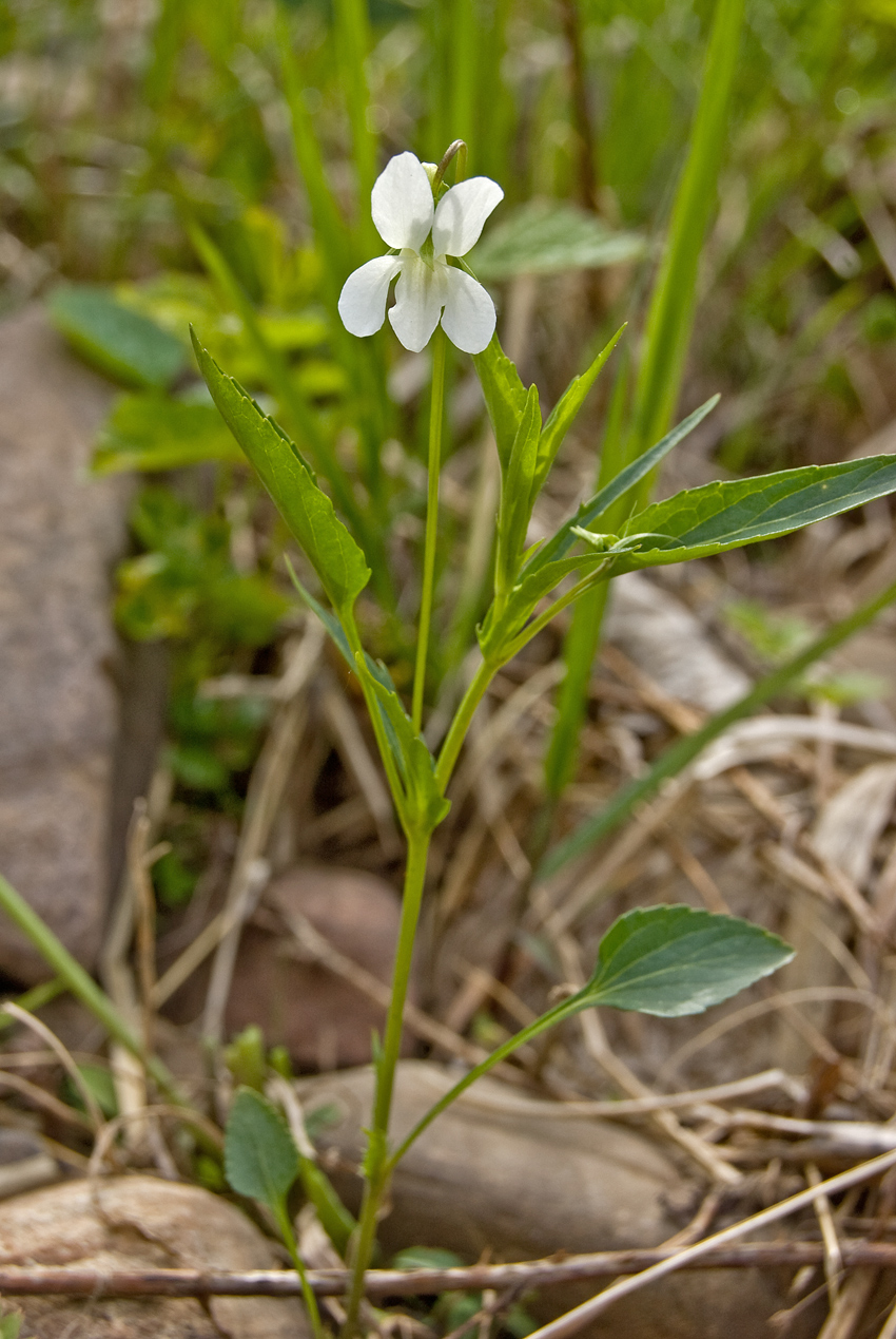 Image of Viola stagnina specimen.