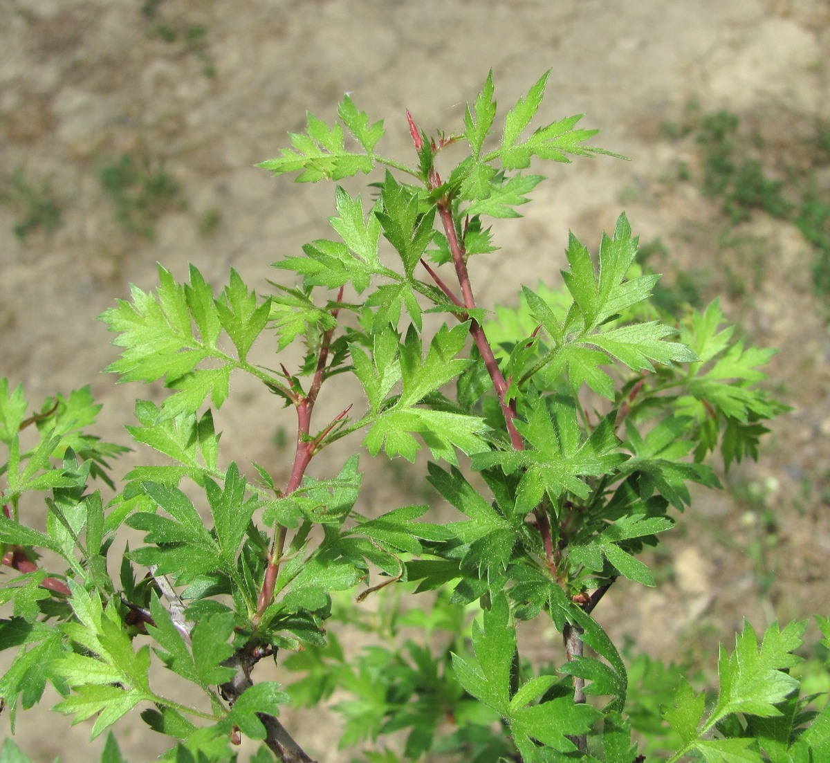 Image of Crataegus pallasii specimen.