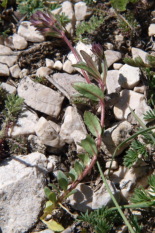 Image of Veronica vendettadeae specimen.