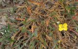 Erysimum pusillum ssp. hayekii