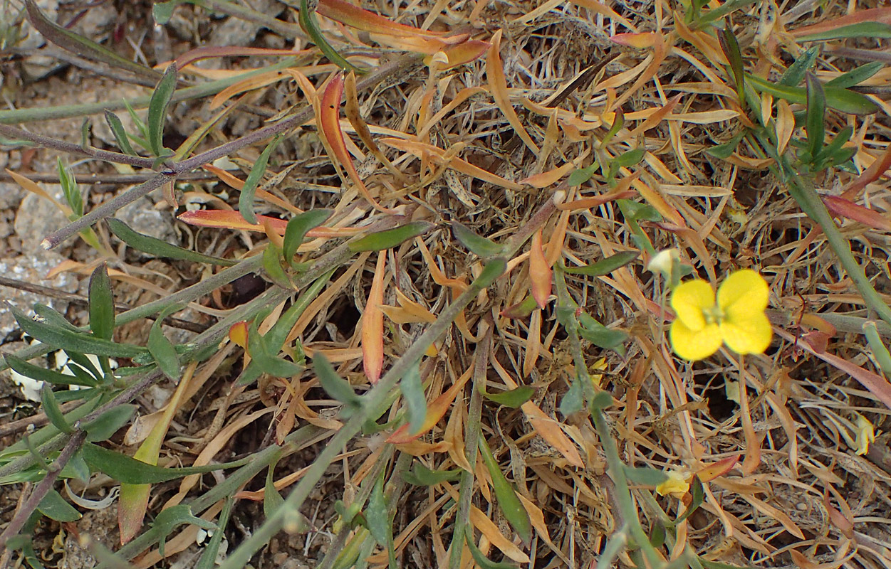 Image of Erysimum pusillum ssp. hayekii specimen.