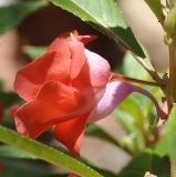 Impatiens balsamina