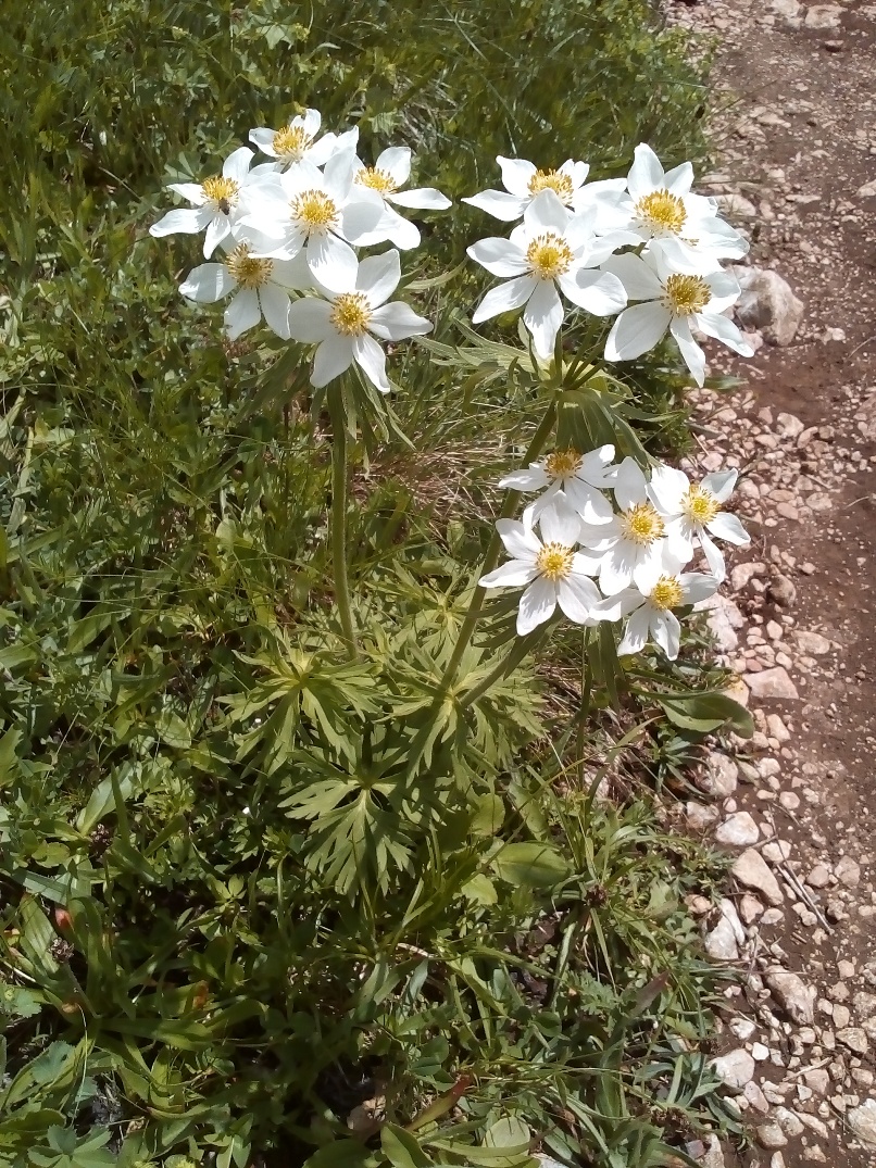 Изображение особи Anemonastrum fasciculatum.