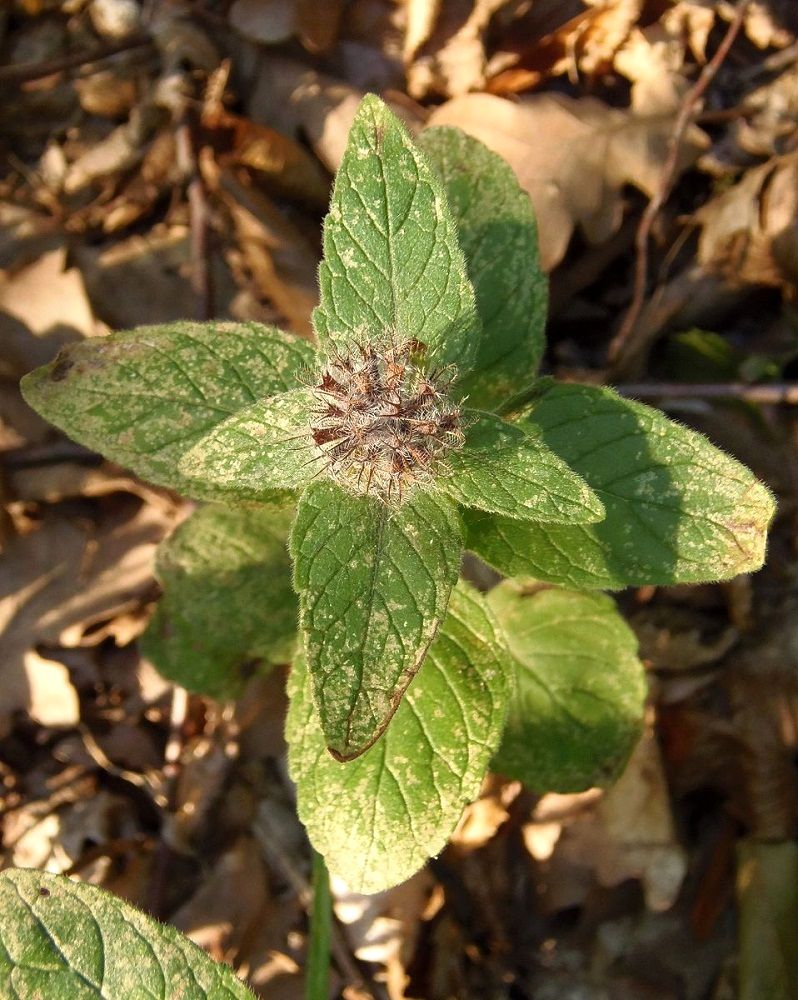 Image of Clinopodium vulgare specimen.