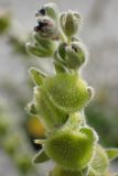 Cynoglossum columnae