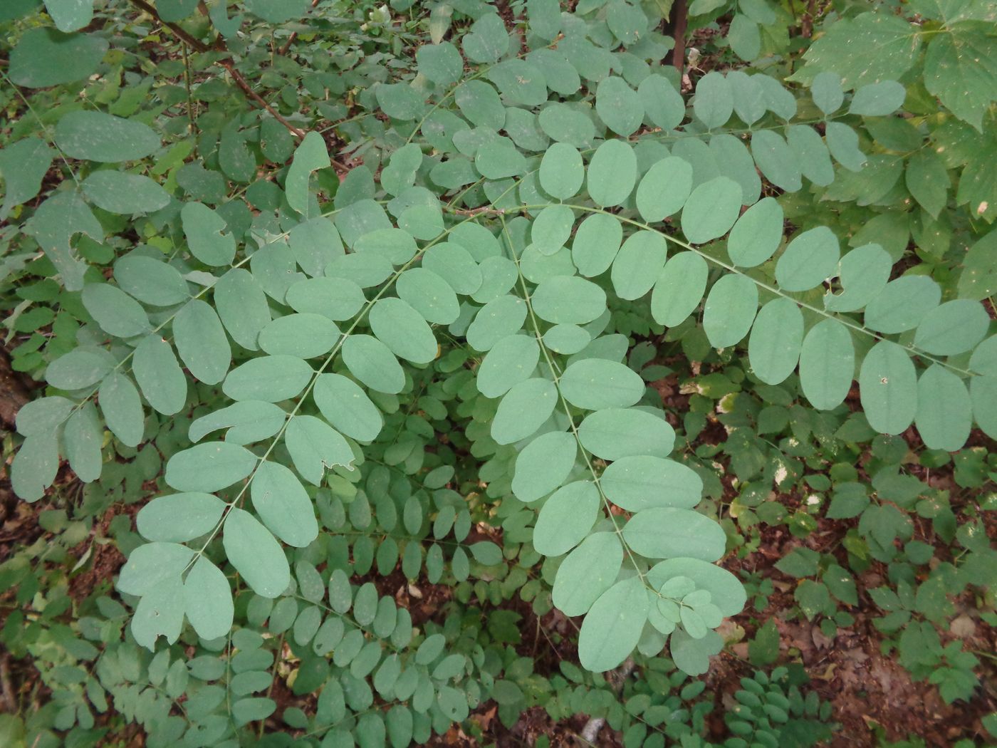 Изображение особи Robinia pseudoacacia.