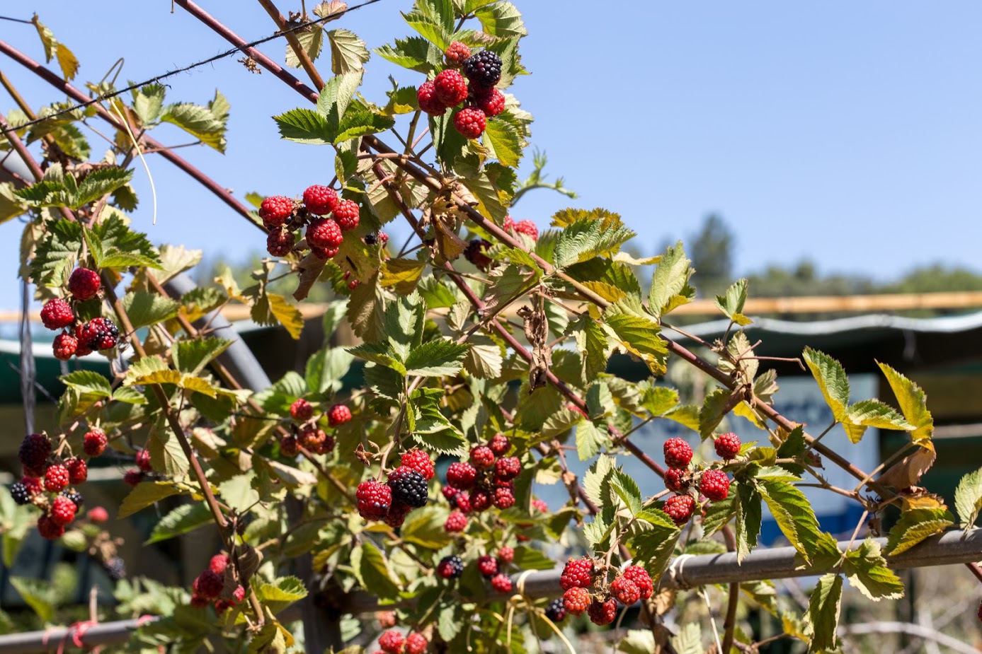 Изображение особи род Rubus.