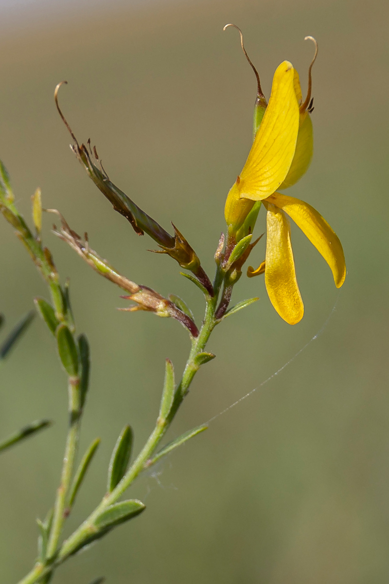 Image of Genista tinctoria specimen.