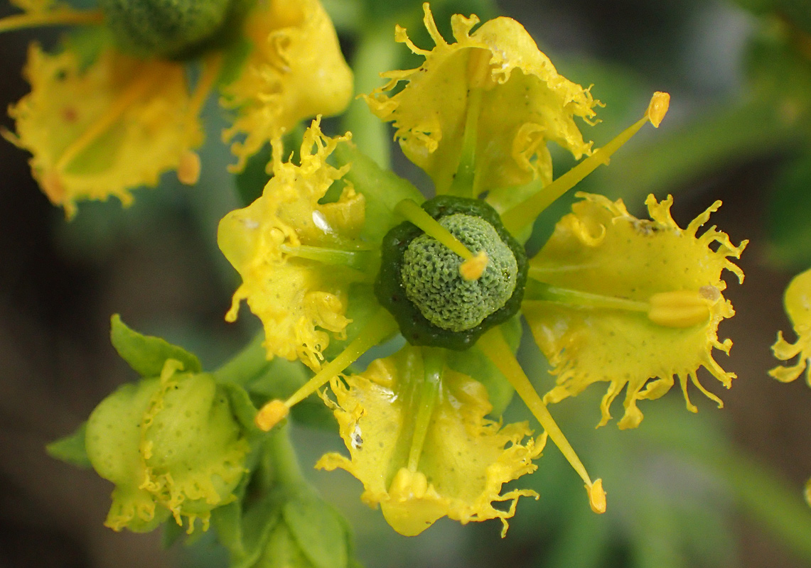 Изображение особи Ruta chalepensis.