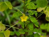 Oxalis stricta