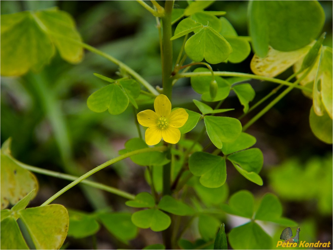 Изображение особи Oxalis stricta.