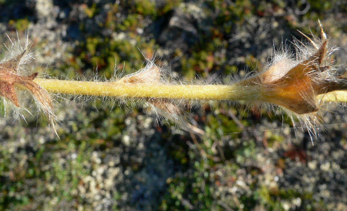 Изображение особи Novosieversia glacialis.