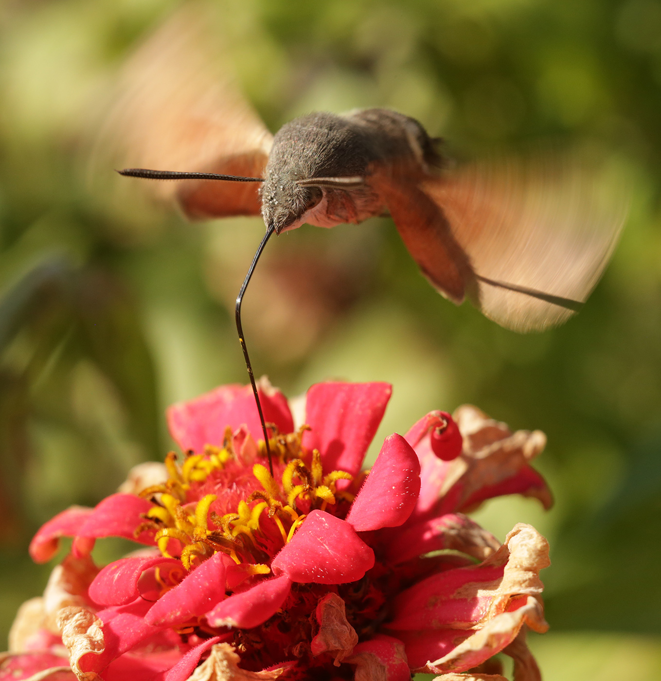 Image of Zinnia elegans specimen.