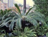 род Cycas