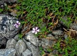 Silene acaulis