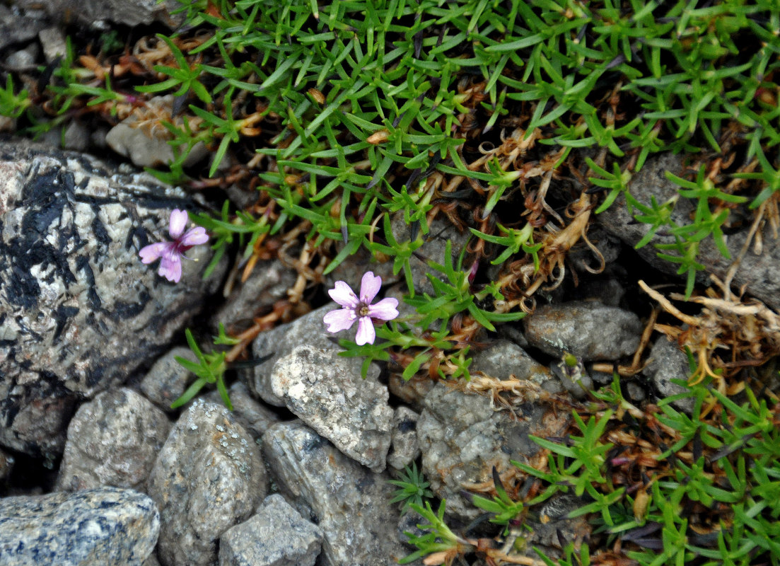 Изображение особи Silene acaulis.