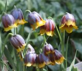 Fritillaria michailovskyi