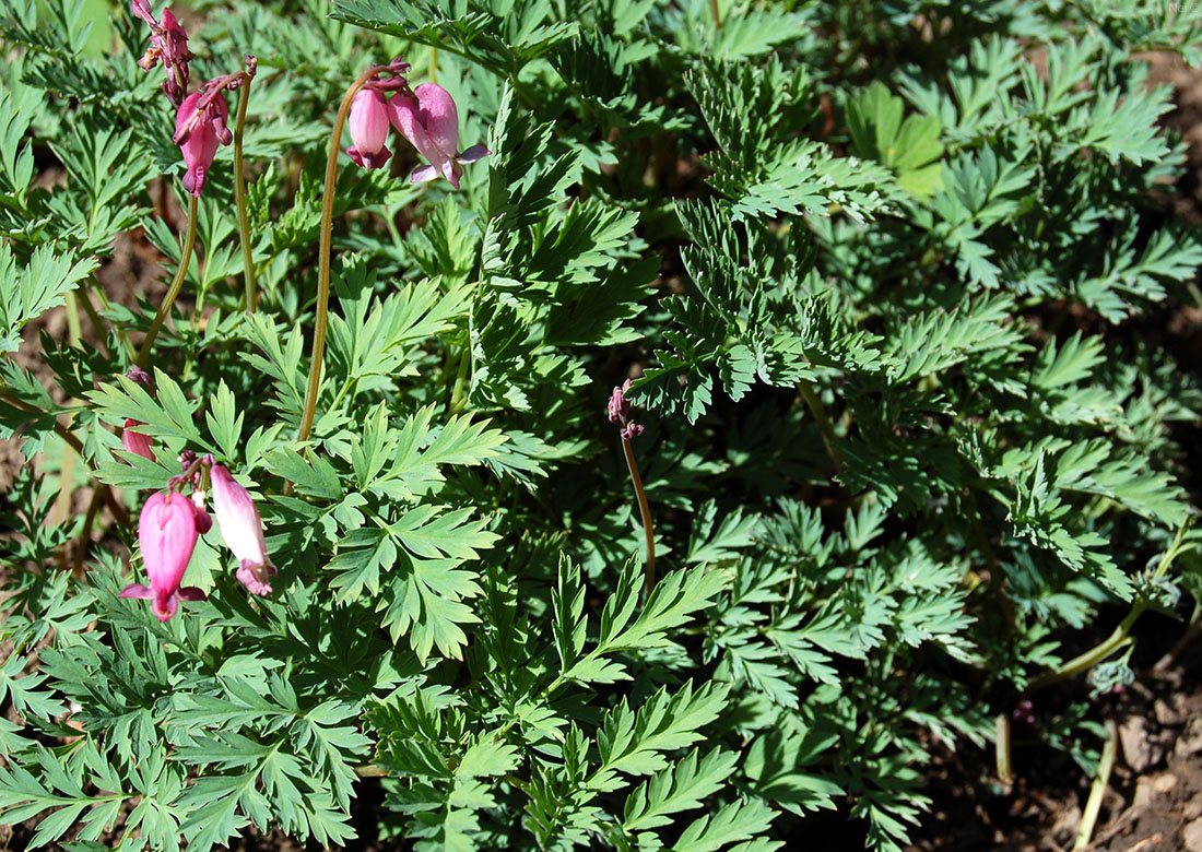 Изображение особи Dicentra formosa.