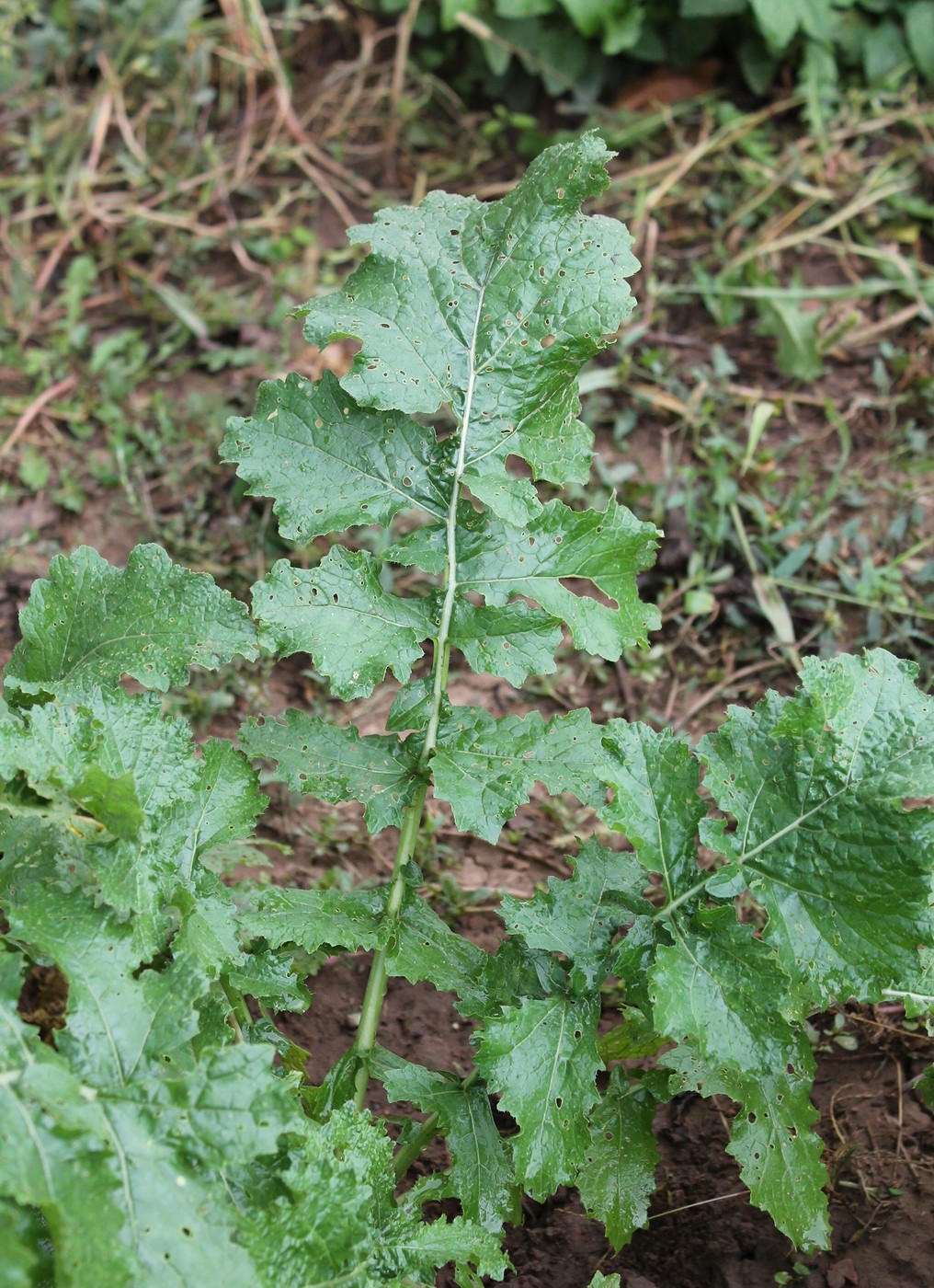 Изображение особи Brassica rapa ssp. rapifera.