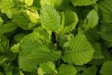 Alnus incana