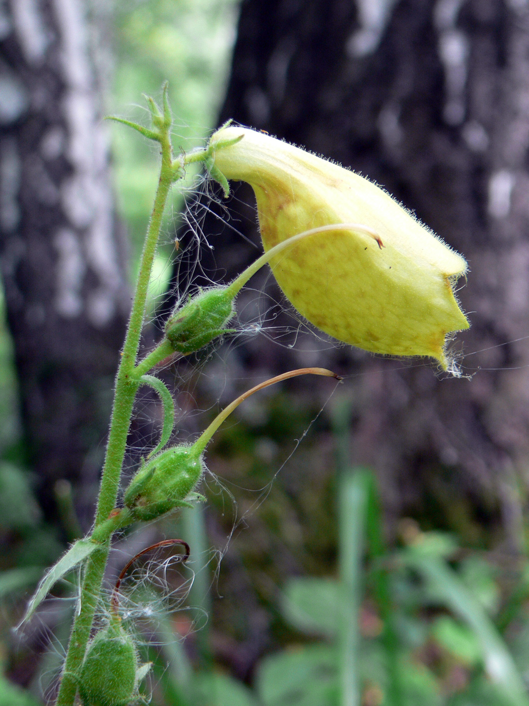 Image of Digitalis grandiflora specimen.