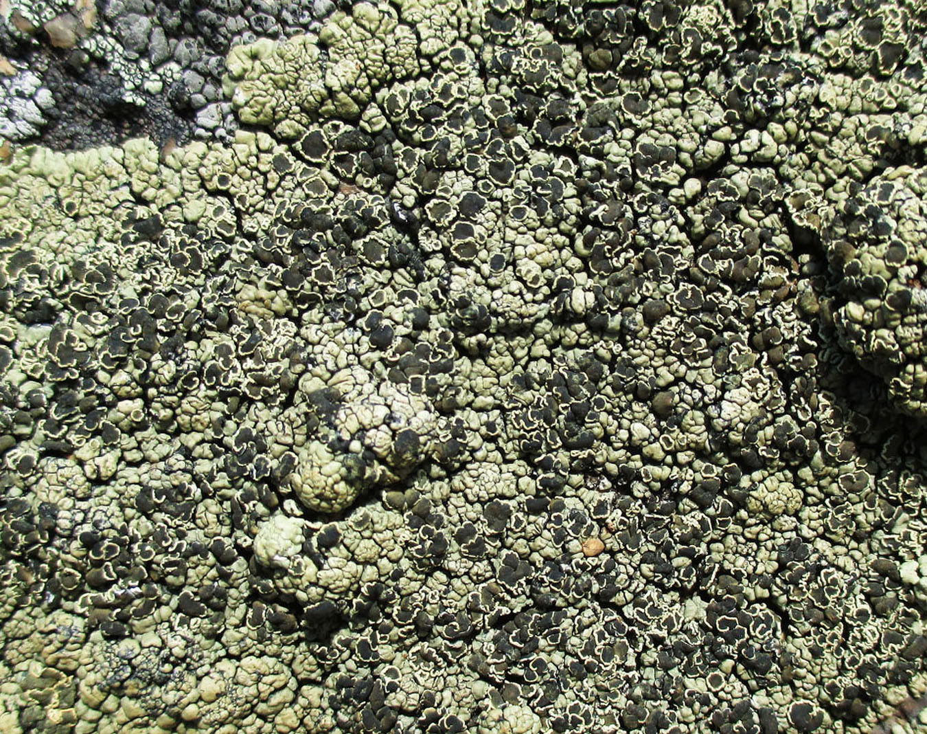 Image of Rhizoplaca melanophthalma specimen.