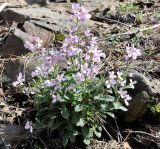 Arabis purpurea