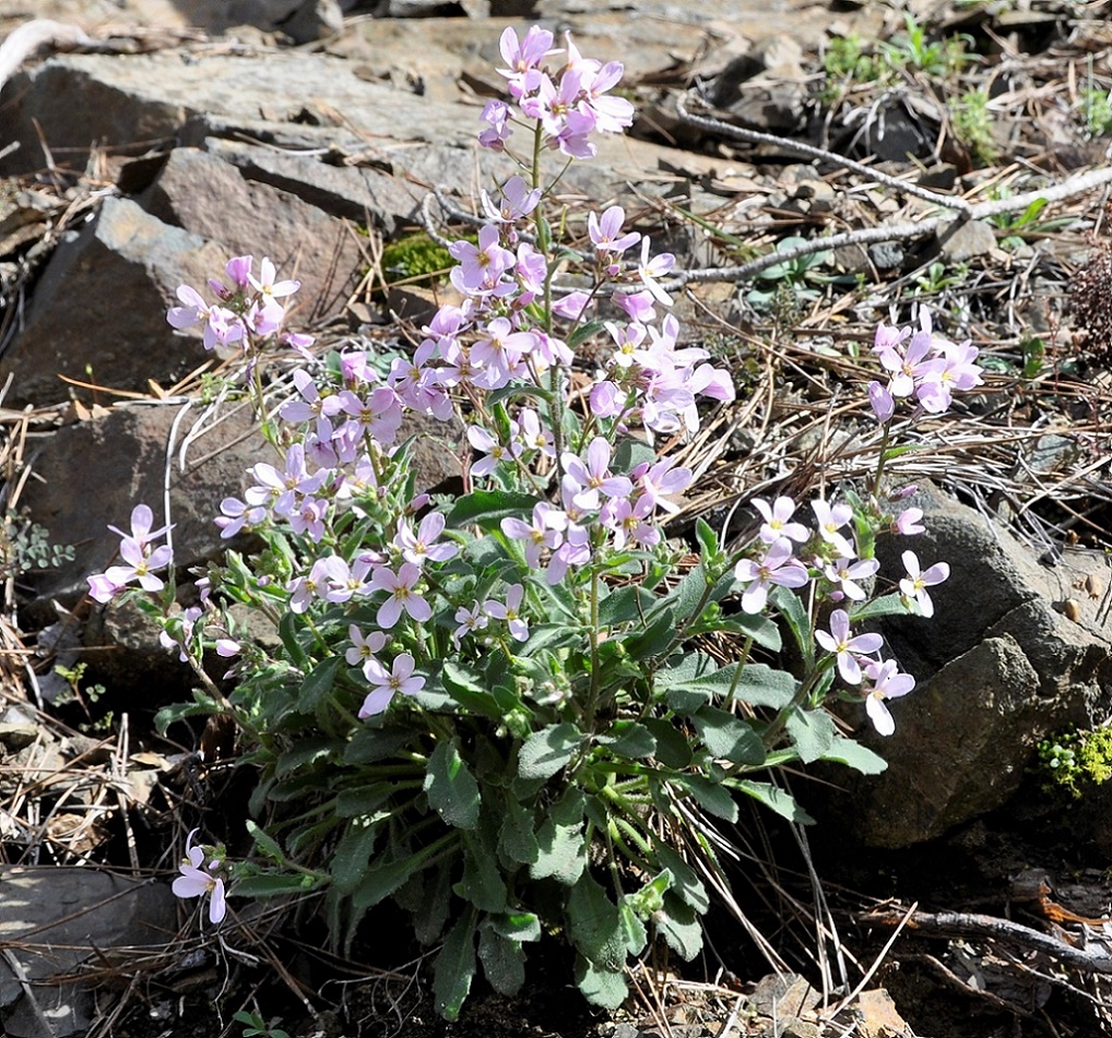 Image of Arabis purpurea specimen.