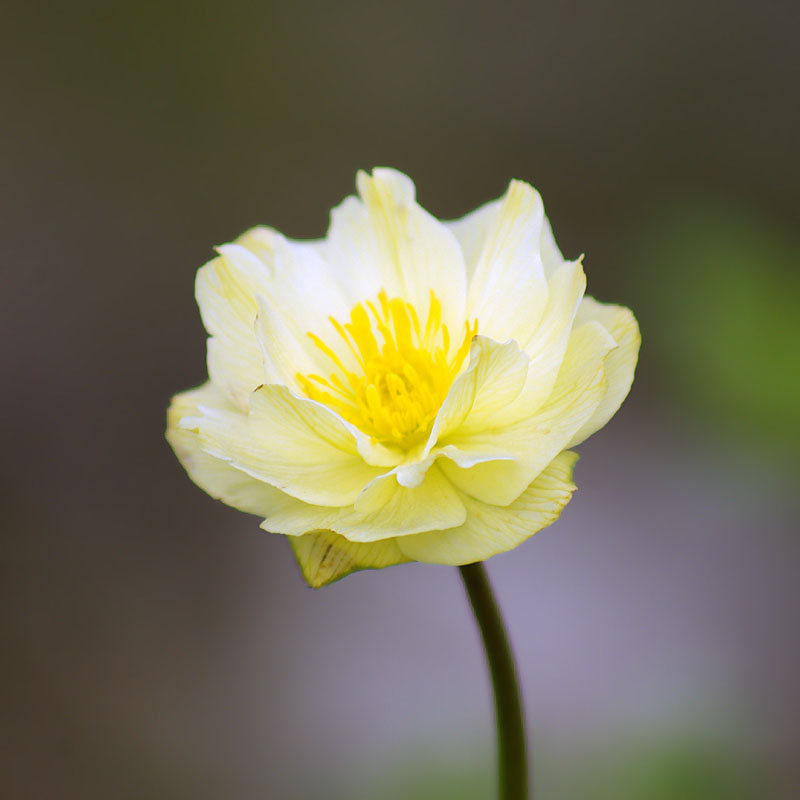 Image of genus Trollius specimen.