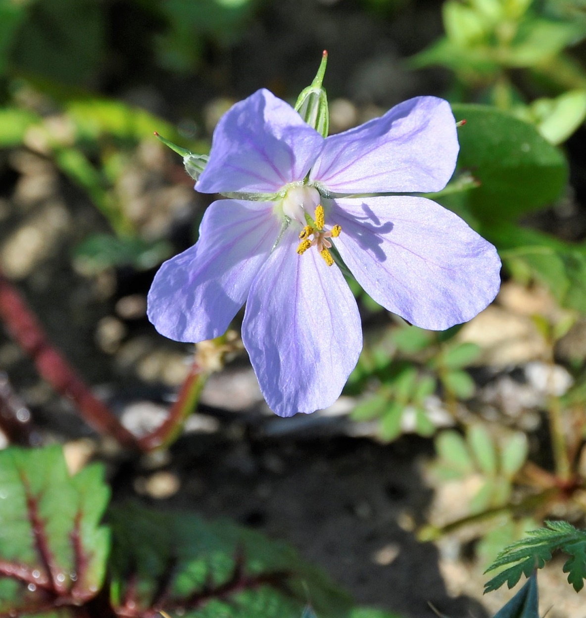 Изображение особи Erodium botrys.