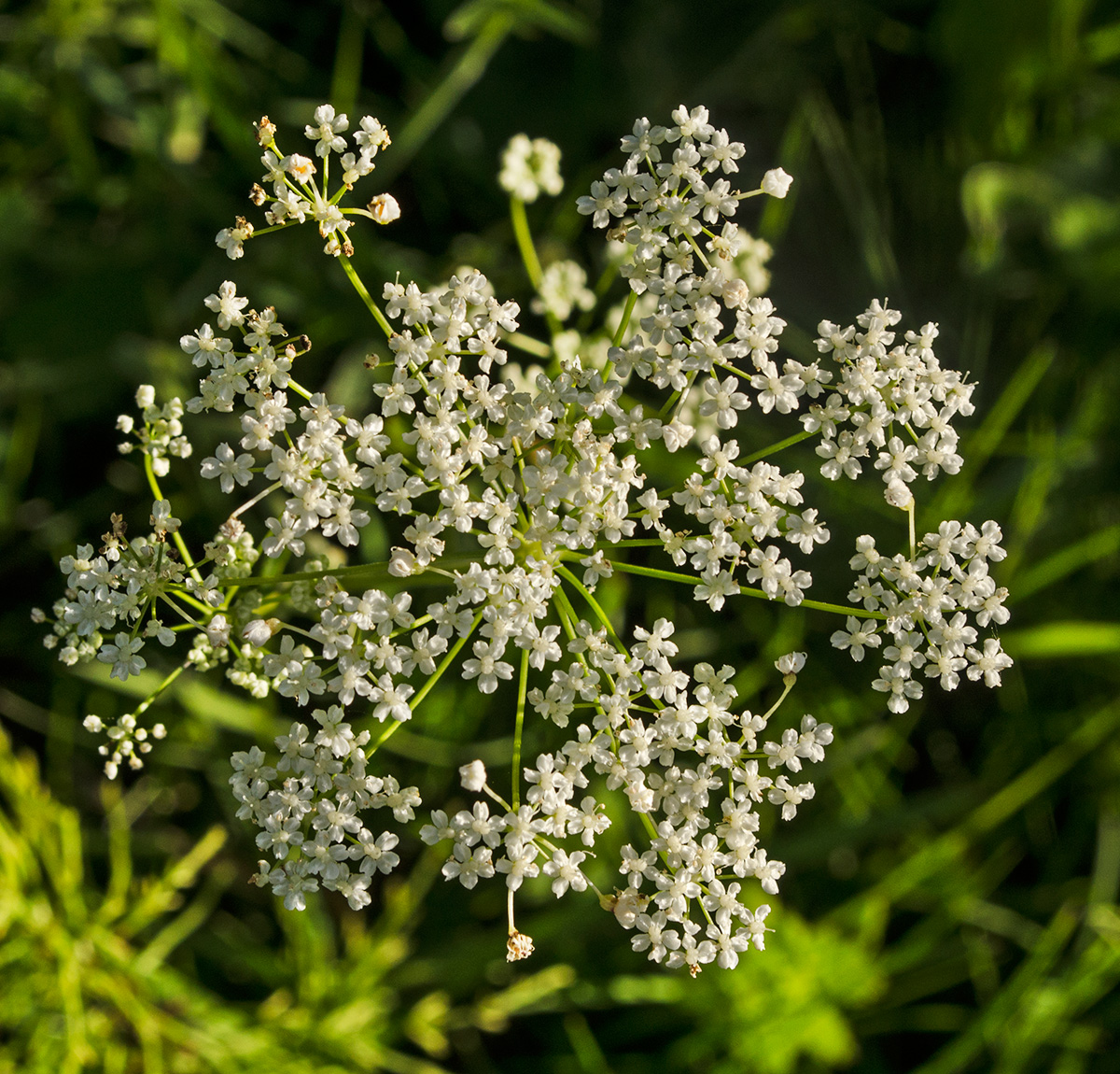 Изображение особи Pimpinella nigra.