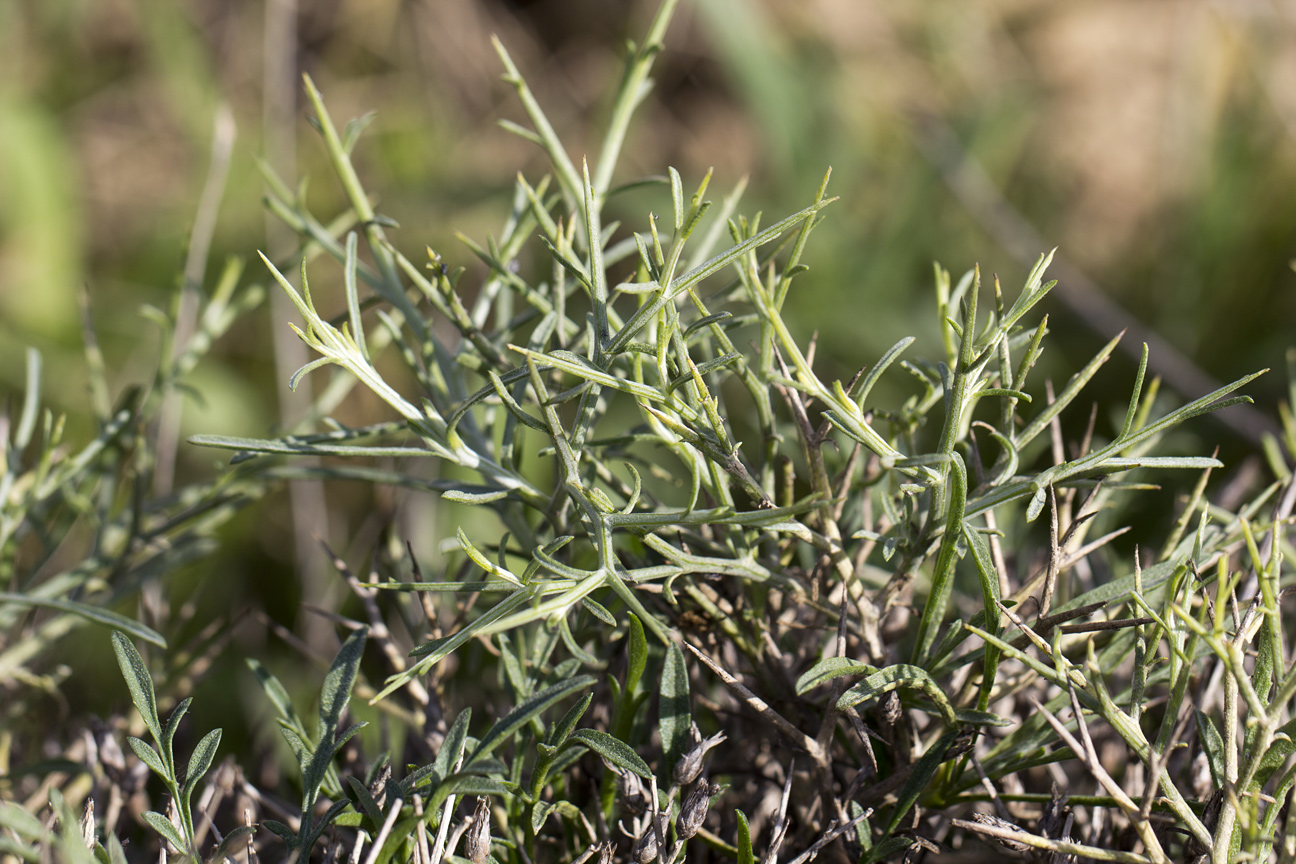 Image of Centaurea spinosa specimen.