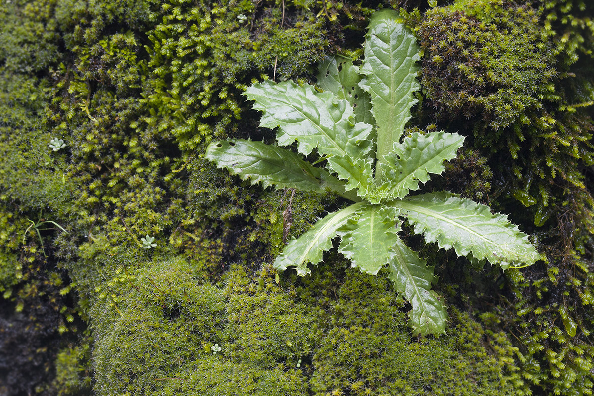 Image of familia Asteraceae specimen.