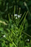 Epilobium pseudorubescens