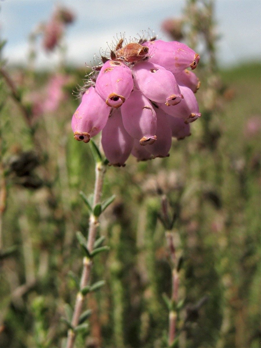 Image of Erica tetralix specimen.