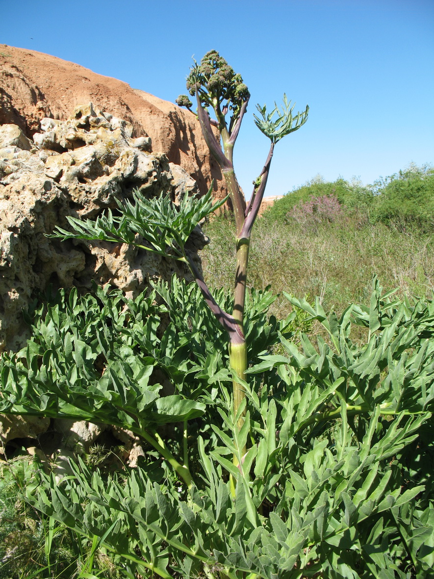 Изображение особи Ferula malacophylla.