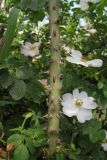 Rosa dumalis