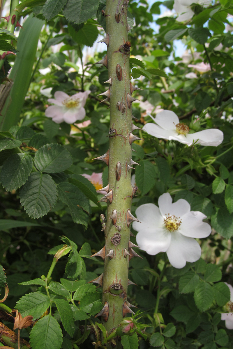 Image of Rosa canina specimen.