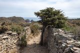 Juniperus oxycedrus. Взрослое растение. Испания, Каталония, провинция Жирона, комарка Альт-Эмпорда, муниципалитет Кадакес, мыс Креус, тропа. 01.04.2019.