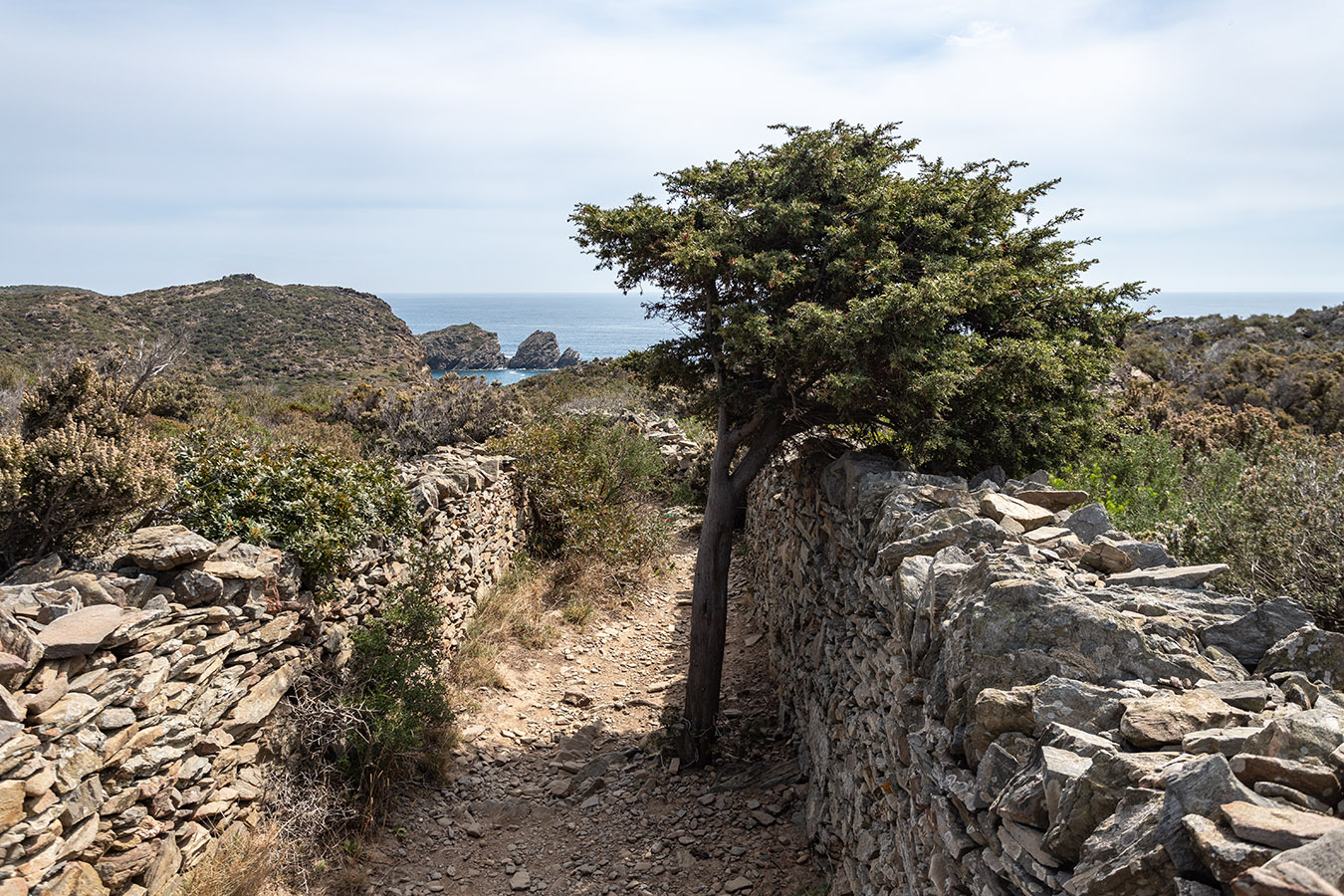 Изображение особи Juniperus oxycedrus.