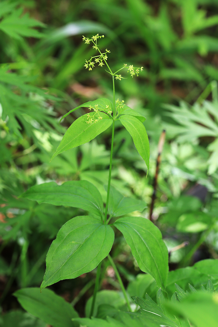 Изображение особи Rubia chinensis.