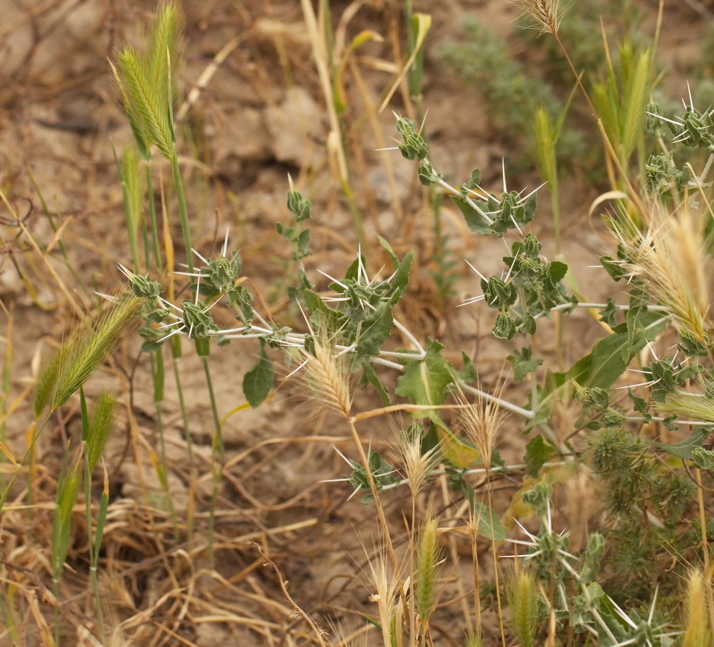 Изображение особи Centaurea belangeriana.