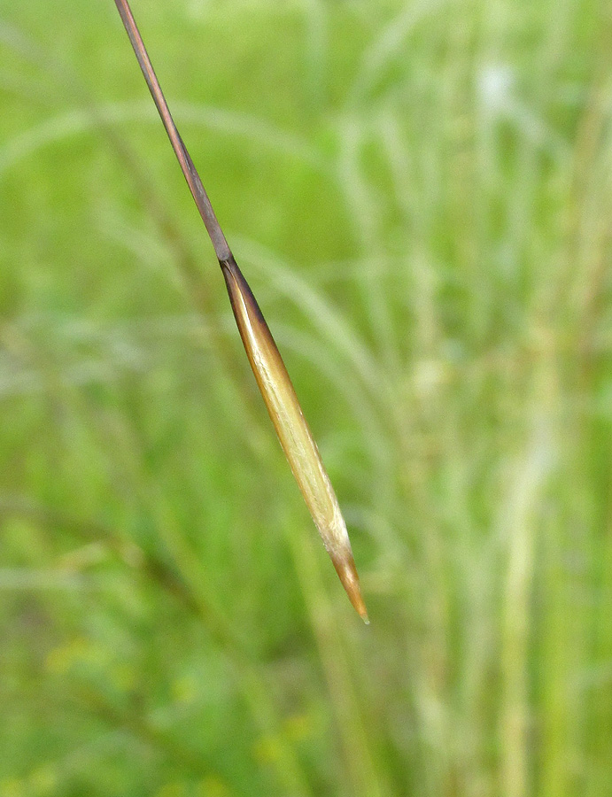 Изображение особи Stipa pennata.